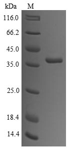 Greater than 85% as determined by SDS-PAGE.Recombinant Rabbit Tropomyosin Alpha-1 Chain (TPM1) Protein (His&Myc)