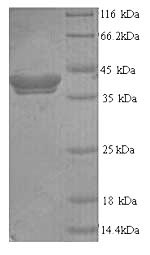 Greater than 90% as determined by SDS-PAGE.