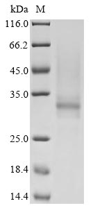 Greater than 90% as determined by SDS-PAGE.Recombinant Human Tryptase Beta-2 (TPSB2) Protein (His-Myc)