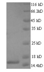 Greater than 90% as determined by SDS-PAGE.Recombinant Human T Cell Receptor Alpha Constant (TRAC) Protein (His)