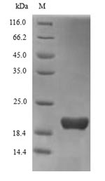 Greater than 90% as determined by SDS-PAGE.Recombinant Human Triggering Receptor Expressed On Myeloid Cells 2 (TREM2) Protein (His)