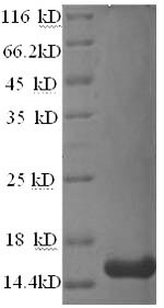 Greater than 90% as determined by SDS-PAGE.Recombinant Human Tetraspanin-7 (TSPAN7) Protein (His)
