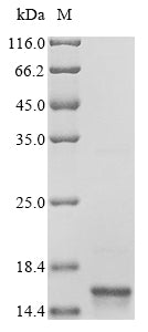 Greater than 90% as determined by SDS-PAGE.Recombinant Mouse Transthyretin (TTR) Protein (His)