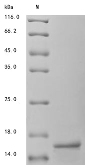 Greater than 90% as determined by SDS-PAGE.Recombinant Mouse Transthyretin (TTR) Protein (His)