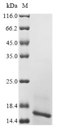 Greater than 90% as determined by SDS-PAGE.Recombinant Xenopus Laevis Transthyretin (TTR) Protein (His)