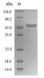 Greater than 90% as determined by SDS-PAGE.Recombinant Human Tubulin Beta-4A Chain (TUBB4A) Protein (His)