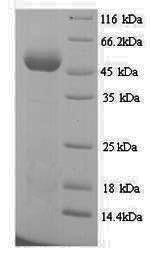 Greater than 90% as determined by SDS-PAGE.