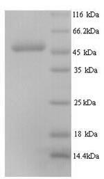 Greater than 90% as determined by SDS-PAGE.