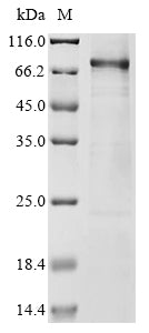 Greater than 85% as determined by SDS-PAGE.Recombinant Human Nucleolar Transcription Factor 1 (UBTF) Protein (His)