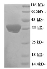 Greater than 90% as determined by SDS-PAGE.