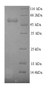 Greater than 90% as determined by SDS-PAGE.Recombinant Rabbit Vascular Endothelial Growth Factor A (VEGFA) Protein (His)