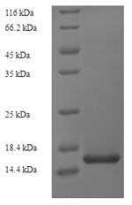 Greater than 90% as determined by SDS-PAGE.Recombinant Mouse Vascular Endothelial Growth Factor C (VEGFC) Protein (His)
