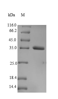 Greater than 90% as determined by SDS-PAGE.Recombinant Human Transcription Cofactor Vestigial-Like Protein 3 (VGLL3) Protein (His)