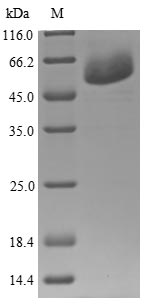 Greater than 85% as determined by SDS-PAGE.Recombinant Human Tryptophan--Trna Ligase, Cytoplasmic (WARS1) Protein (His&Myc)