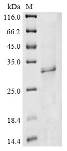 Greater than 85% as determined by SDS-PAGE.Recombinant Human Protein Wiz (WIZ) Protein (His-Myc)