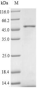 Greater than 90% as determined by SDS-PAGE.Recombinant Human Protein Wnt-2 (WNT2) Protein (His)