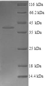 Greater than 90% as determined by SDS-PAGE.Recombinant Mouse Proto-Oncogene Wnt-3 (WNT3) Protein (His)