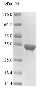 Greater than 85% as determined by SDS-PAGE.Recombinant Human Yjef N-Terminal Domain-Containing Protein 3 (YJEFN3)
