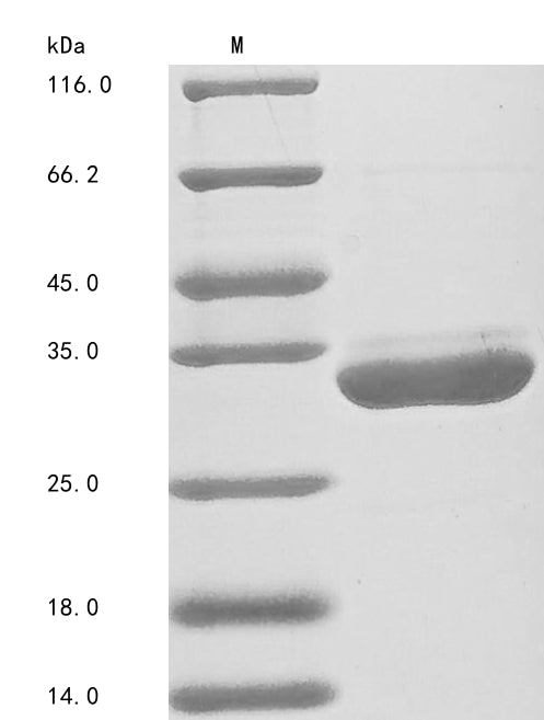 Greater than 90% as determined by SDS-PAGE.Recombinant Human 14-3-3 Protein Zeta/Delta (YWHAZ) Protein (His)
