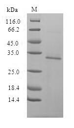 Greater than 90% as determined by SDS-PAGE.Recombinant Human Cytomegalovirus Enhanced Green Fluorescent Protein (EGFP) Protein (His&Myc)