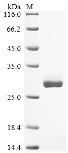 Greater than 90% as determined by SDS-PAGE.Recombinant Human Cytomegalovirus Enhanced Green Fluorescent Protein (EGFP) Protein (His)
