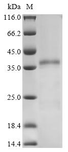 Greater than 85% as determined by SDS-PAGE.Recombinant Human Heterogeneous Nuclear Ribonucleoproteins A2/B1 (HNRNPA2B1) Protein (His)