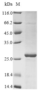 Greater than 85% as determined by SDS-PAGE.Recombinant Human Fmn-Dependent Nadh-Azoreductase (AZOR) Protein (His)