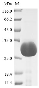 Greater than 90% as determined by SDS-PAGE.