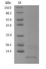 Greater than 90% as determined by SDS-PAGE.Recombinant Mycobacterium Tuberculosis Antitoxin Mt2731 (MT2731) Protein (His)