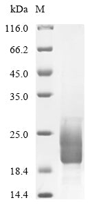 Greater than 85% as determined by SDS-PAGE.Recombinant Vaccinia Virus Protein A33 (A33R) Protein (His)