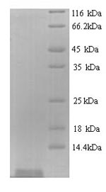 Greater than 90% as determined by SDS-PAGE.