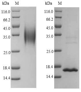 Greater than 90% as determined by SDS-PAGE.