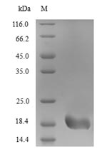 Greater than 90% as determined by SDS-PAGE.Recombinant Alternaria Alternata Heat Shock 70 Kda Protein (HSP70) Protein (His)