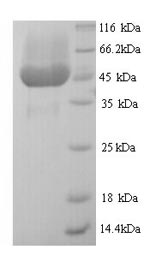 Greater than 90% as determined by SDS-PAGE.Recombinant Enterobacteria Phage M13 Attachment Protein G3P (III) Protein (His)