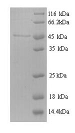 Greater than 90% as determined by SDS-PAGE.