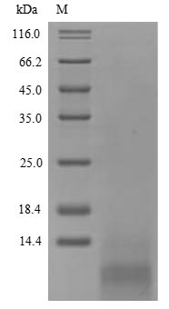 Greater than 85% as determined by SDS-PAGE.Recombinant Hypocrea Jecorina Hydrophobin-2 (HFB2) Protein (His)