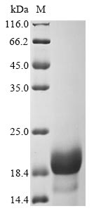 Greater than 90% as determined by SDS-PAGE.Recombinant Nostoc Ellipsosporum Cyanovirin-N (CV-N) Protein (His-Myc)