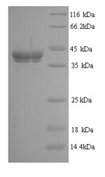 Greater than 90% as determined by SDS-PAGE.Recombinant Juniperus Ashei Pectate Lyase 1 Protein (His)