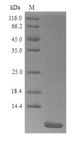 Greater than 90% as determined by SDS-PAGE.Recombinant Pandinus Imperator Pandinin-2 (PIN2) Protein (His)