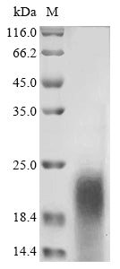 Greater than 85% as determined by SDS-PAGE.Recombinant Macrovipera Lebetina Obtusa Disintegrin Obtustatin Protein (His-Myc)