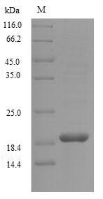 Greater than 90% as determined by SDS-PAGE.