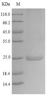 Greater than 90% as determined by SDS-PAGE.Recombinant Horse Latherin (LATH) Protein (His)