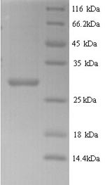 Greater than 90% as determined by SDS-PAGE.Recombinant Arabidopsis Thaliana Putative Defensin-Like Protein 70 (LCR83) Protein (GST)