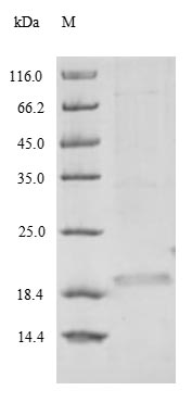 Greater than 90% as determined by SDS-PAGE.