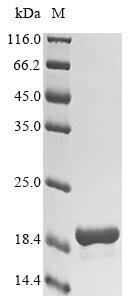 Greater than 85% as determined by SDS-PAGE.Recombinant Griffithsia Sp. Griffithsin (X31S) Protein (His)