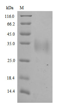 Greater than 85% as determined by SDS-PAGE.Recombinant Quercus Alba Major Pollen Allergen Que A 1 Protein (His-SUMO)