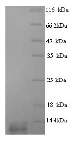 Greater than 90% as determined by SDS-PAGE.Recombinant Dactylis Glomerata Major Pollen Allergen Dac G 4 Protein (His)