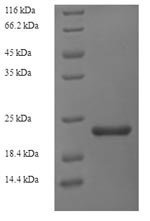 Greater than 90% as determined by SDS-PAGE.Recombinant Geobacillus Stearothermophilus Gellan Lyase Protein (His)