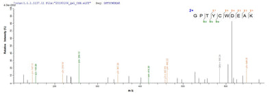 Based on the SEQUEST from database of Yeast host and target protein, the LC-MS/MS Analysis result of this product could indicate that this peptide derived from Yeast-expressed Scytonema varium N/A.Recombinant Scytonema Varium Scytovirin (SVN) Protein (His)