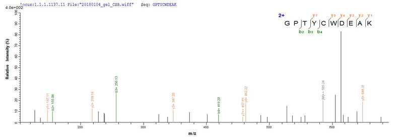 Based on the SEQUEST from database of Yeast host and target protein, the LC-MS/MS Analysis result of this product could indicate that this peptide derived from Yeast-expressed Scytonema varium N/A.Recombinant Scytonema Varium Scytovirin (SVN) Protein (His)
